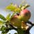 Health Benefits Of Organic Food