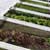 Grow Your Own